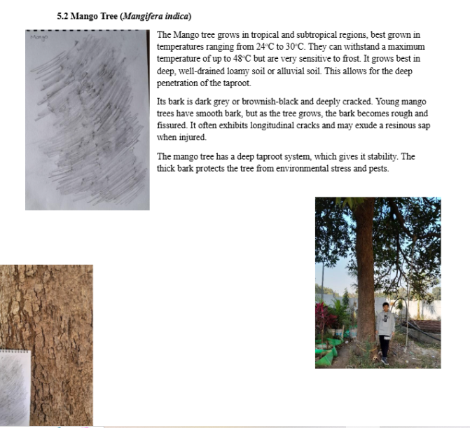 Neem Tree
